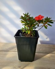 Azalea